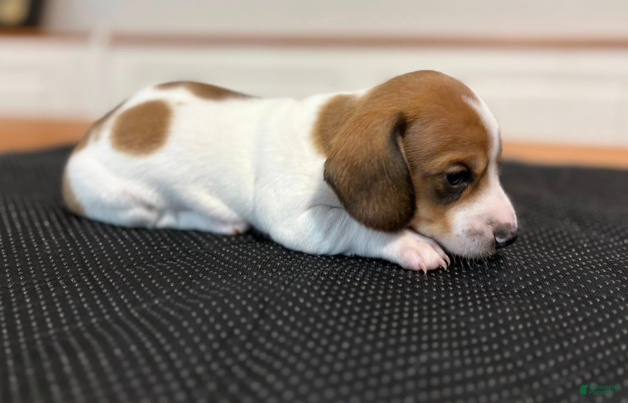 Miniature Dachshund dogs Miniature Dachshund Puppy 1 - Ad 28