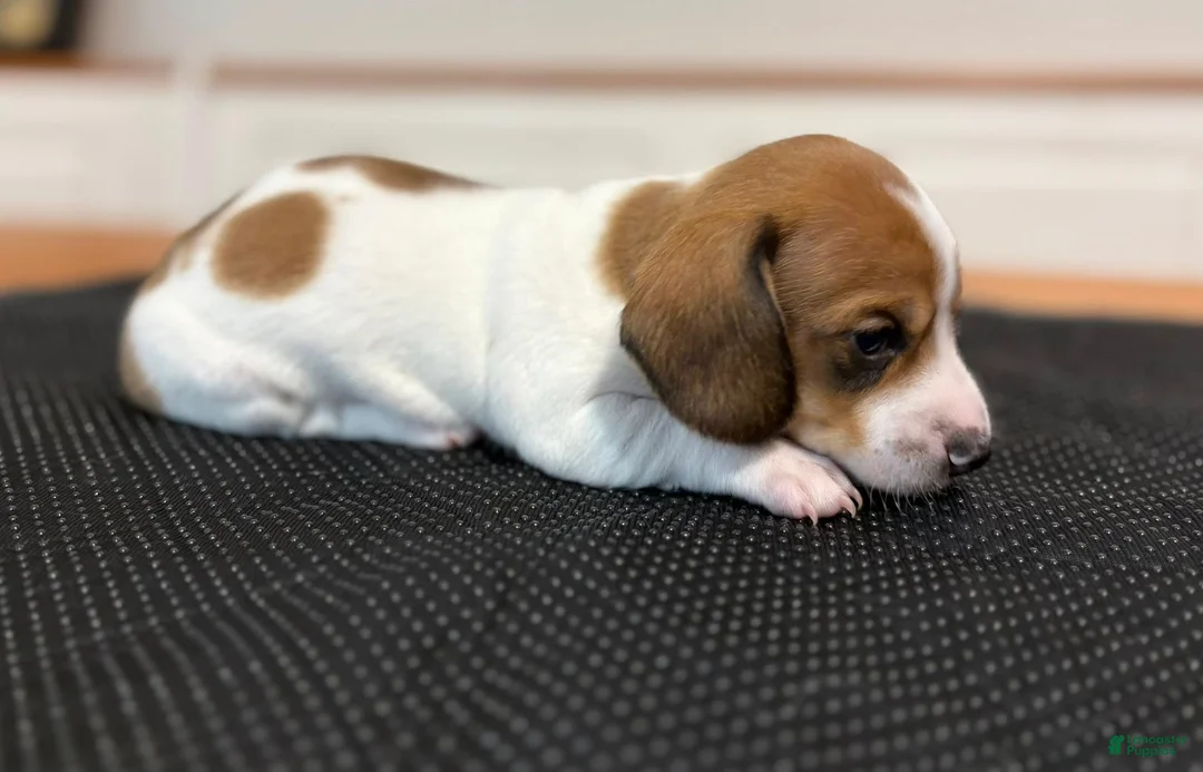 Miniature Dachshund dogs for sale: Miniature Dachshund Puppy 1 - Ad 1