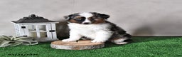 Miniature Australian Shepherd dogs for sale: Jasper - Ad 2