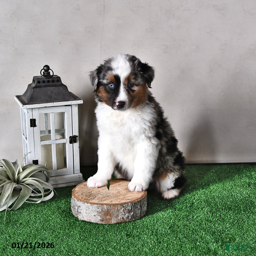 Miniature Australian Shepherd dogs for sale: Jasper - Ad 2