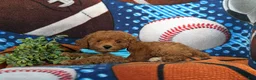 Toy Poodle dogs for sale: Corbett 7 lbs Full Grown - Ad 5