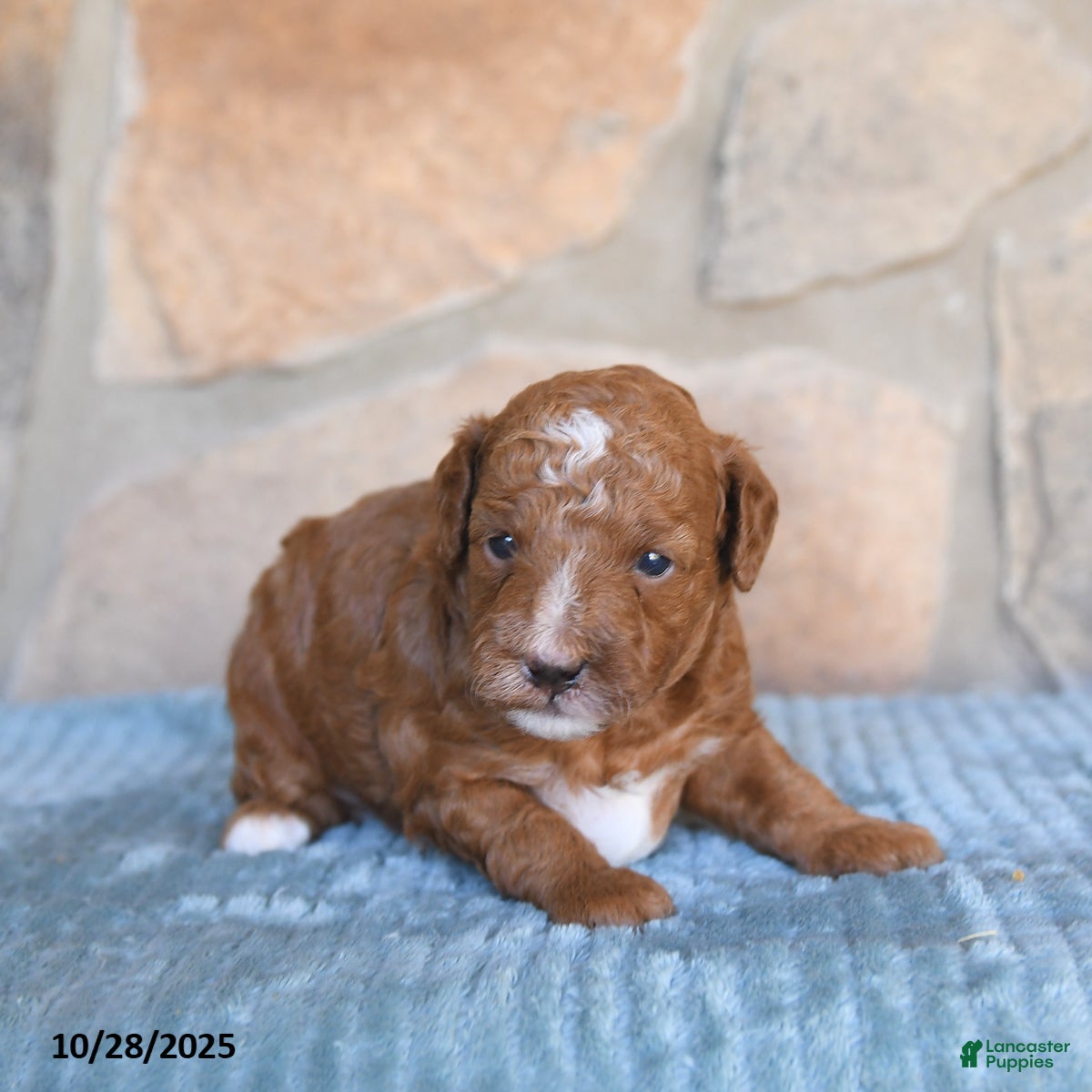 Mini Goldendoodle dogs Jade - Ad 19
