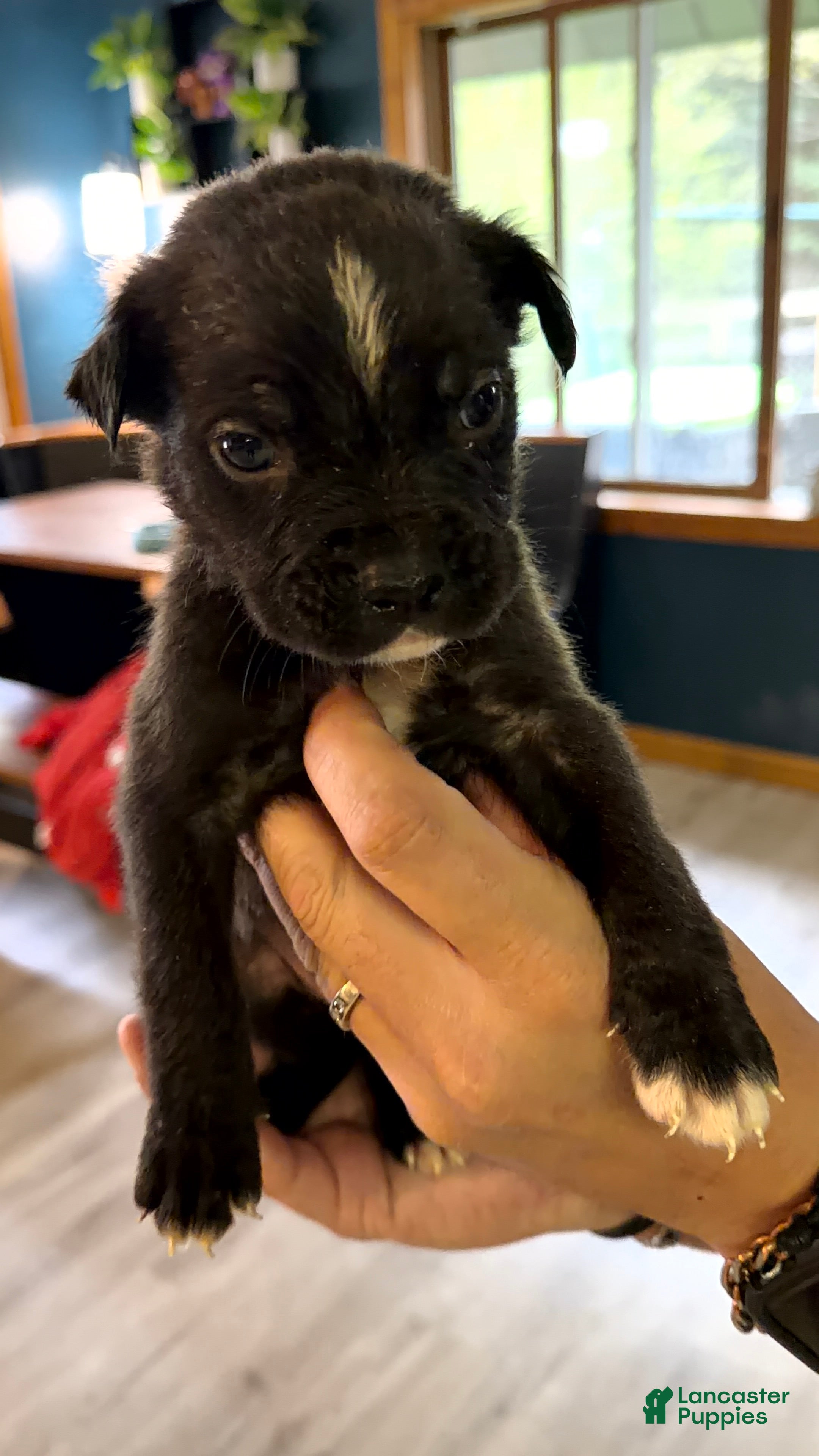 Mixed Breed dogs Bullmastiff Male 2 Ready May 23rd Brown Collar - Ad 36