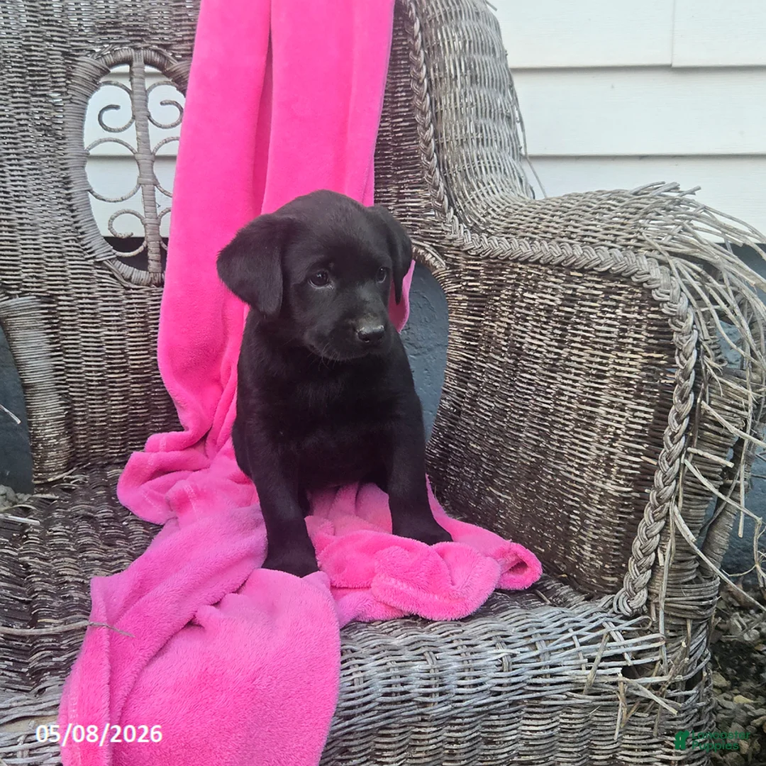 Labrador Retriever dogs for sale: Macy - Ad 1