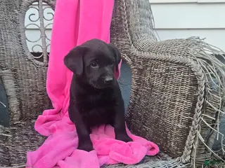 Labrador Retriever dogs for sale: Macy - Ad 2