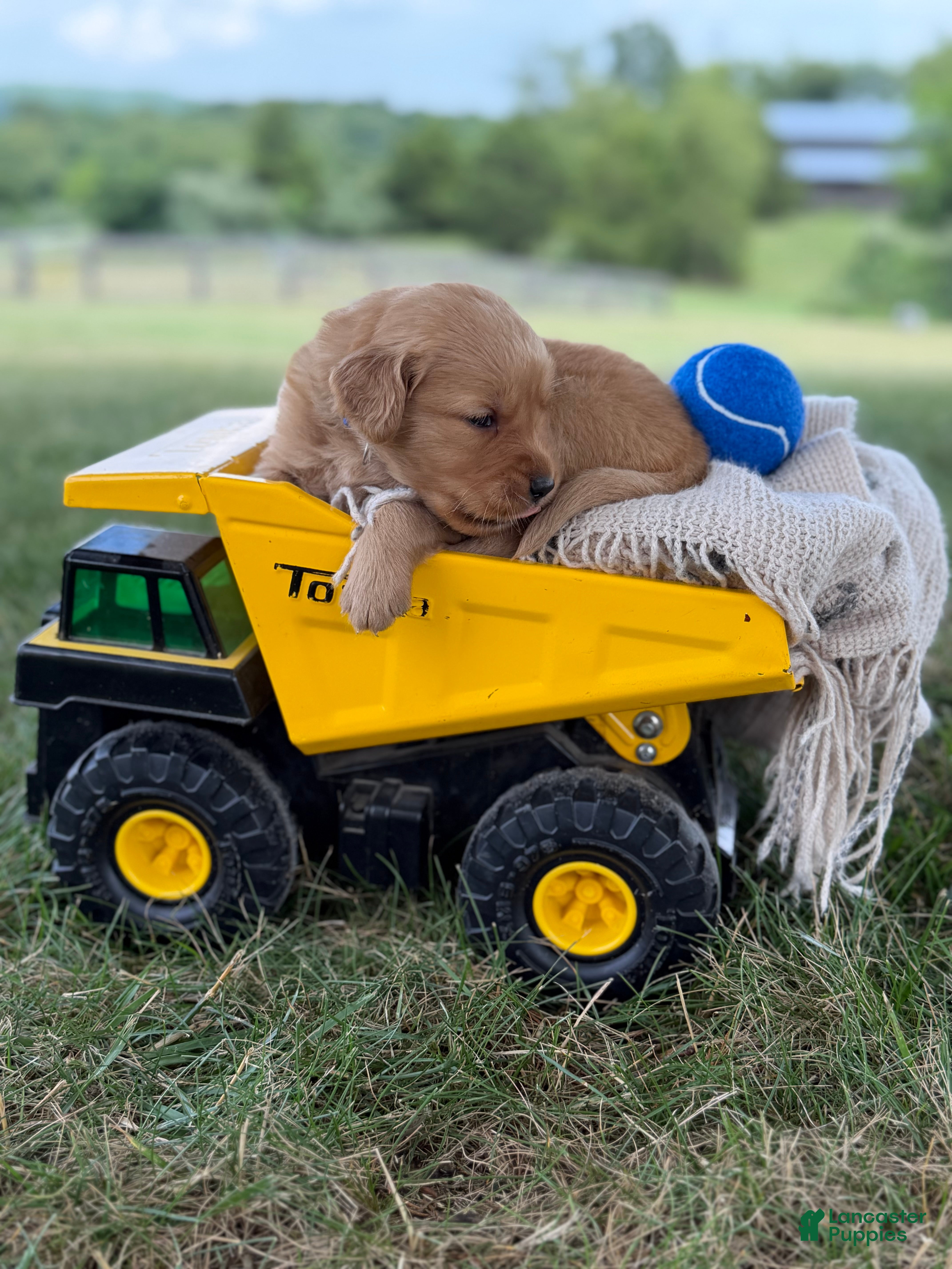 Golden Retriever dogs Gilbert - Ad 2