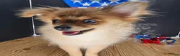Pomeranian dogs for sale: Pepper's Long Shot - "Archer" - Ad 10