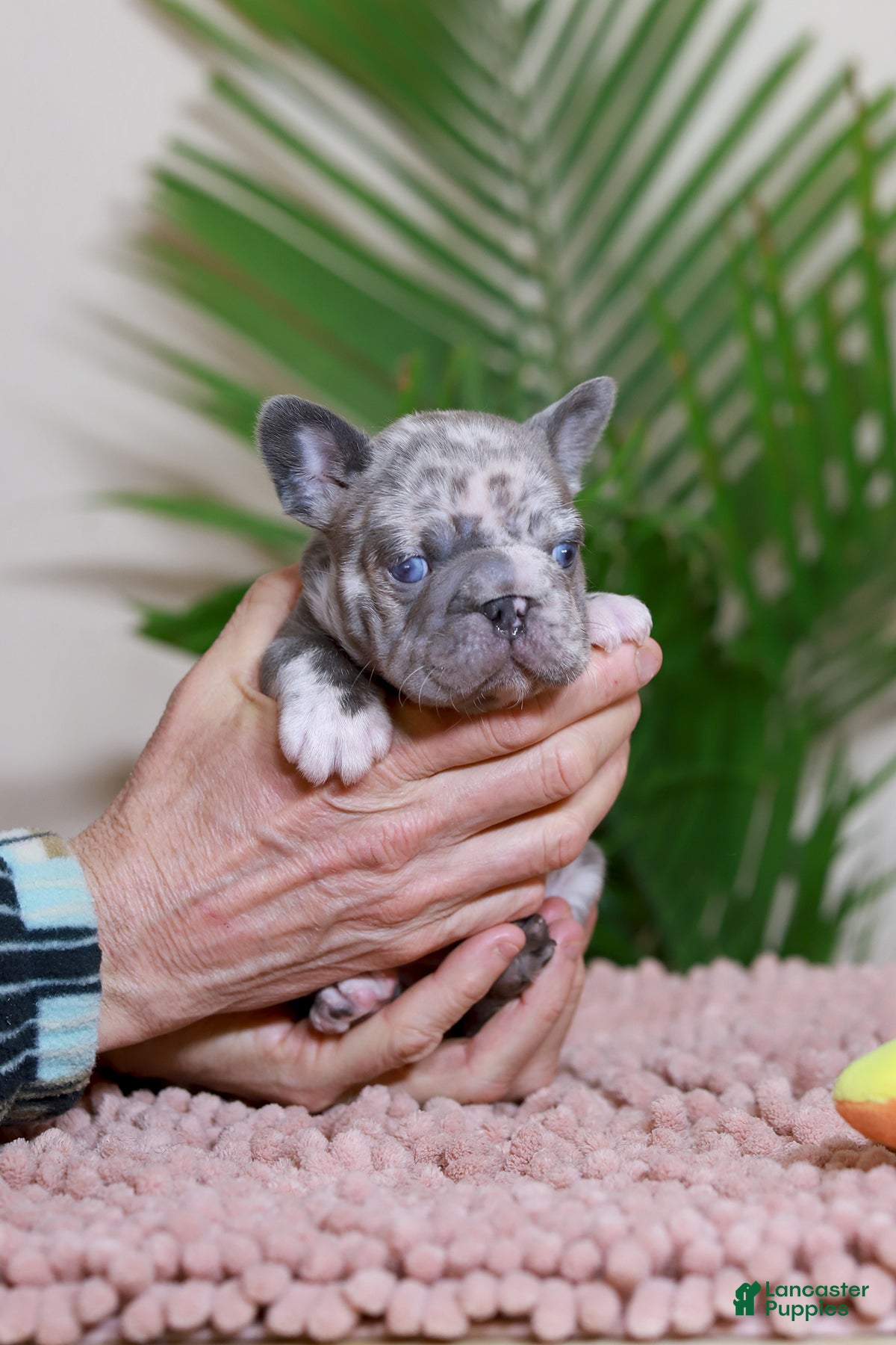 French Bulldog dogs ROSE - Ad 1