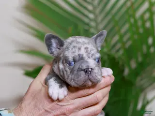 French Bulldog dogs for sale: ROSE - Ad 4