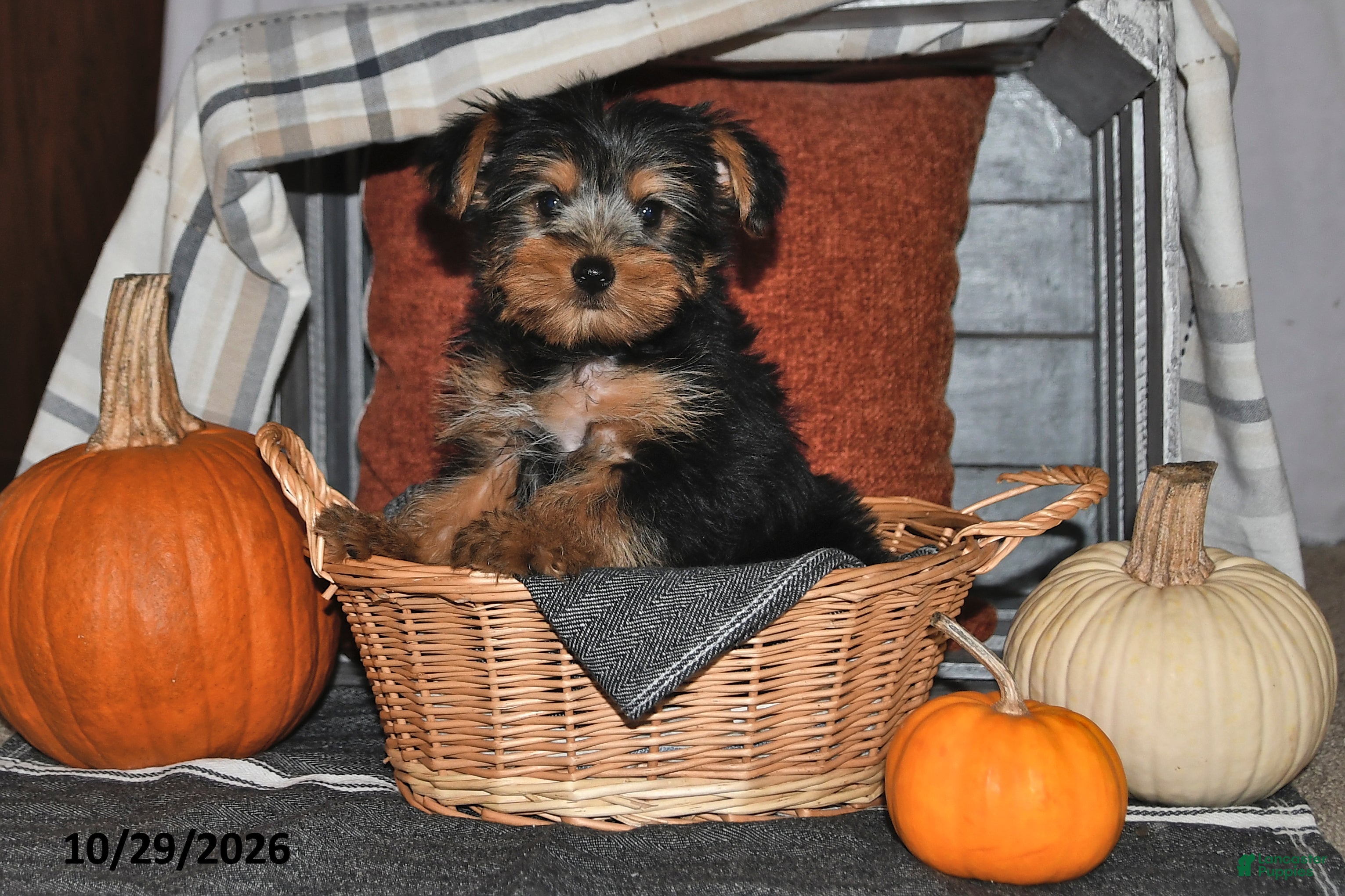 Yorkshire Terrier dogs for sale: Rico  - Ad 2