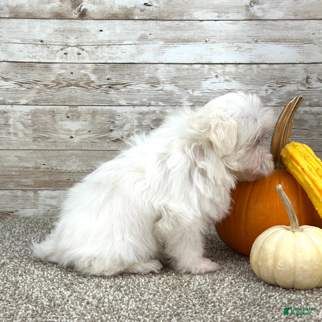 Maltipoo dogs for sale: Girl Minnie - 0214 - Ad 4