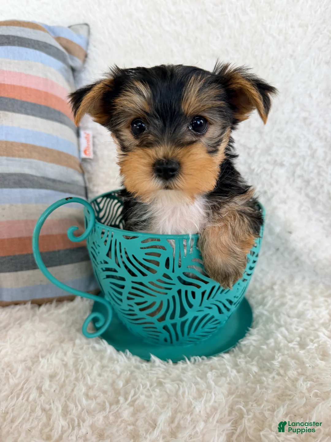 Yorkshire Terrier dogs for sale: Tessa - Ad 2
