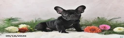 Frenchton dogs for sale: Marshal - Ad 3