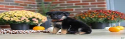 German Shepherd dogs for sale: Majesty - Ad 5