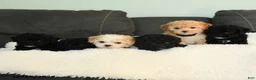 Teddy Bear dogs for sale: Wooton - Ad 3