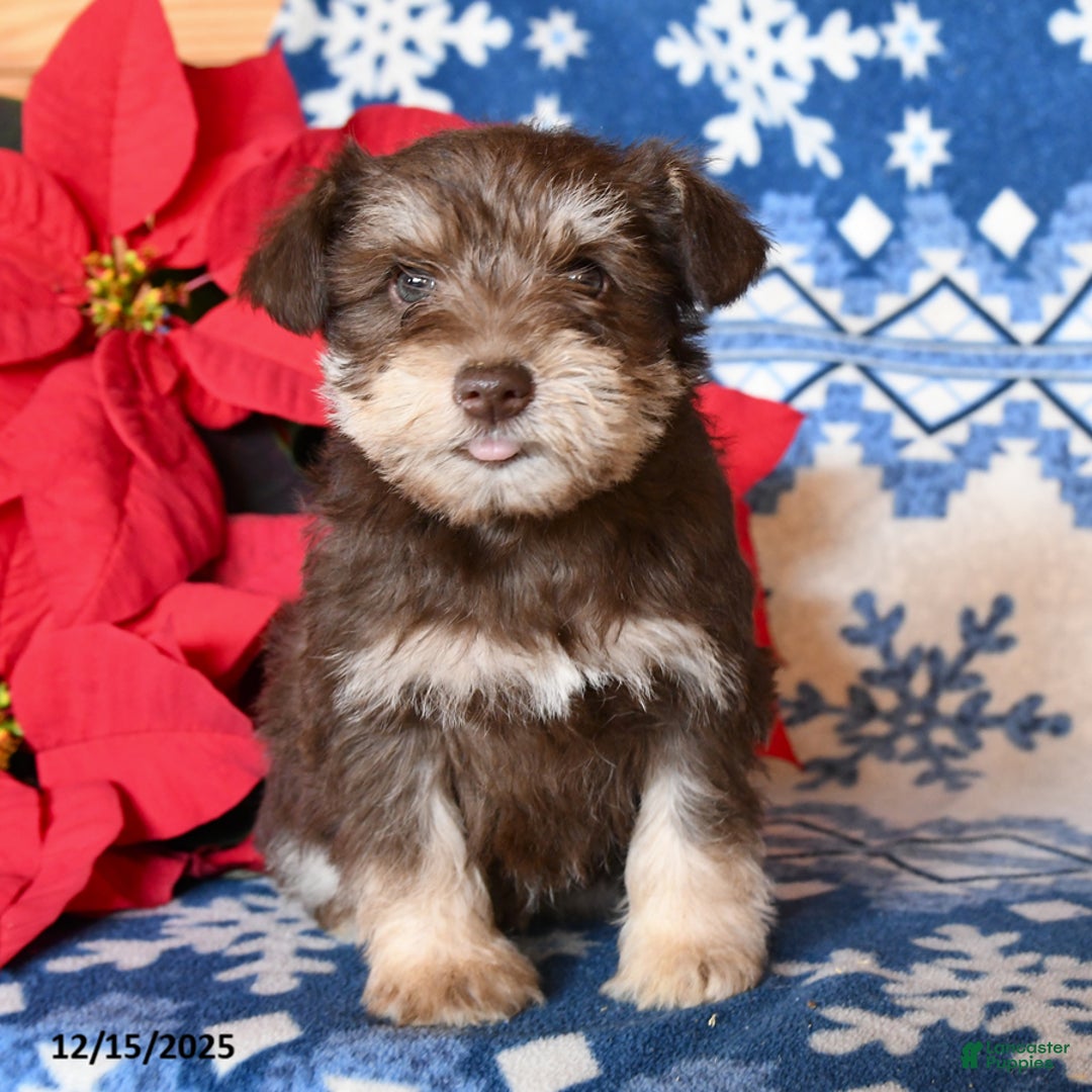 Miniature Schnauzer dogs for sale: Ozzie - Ad 2