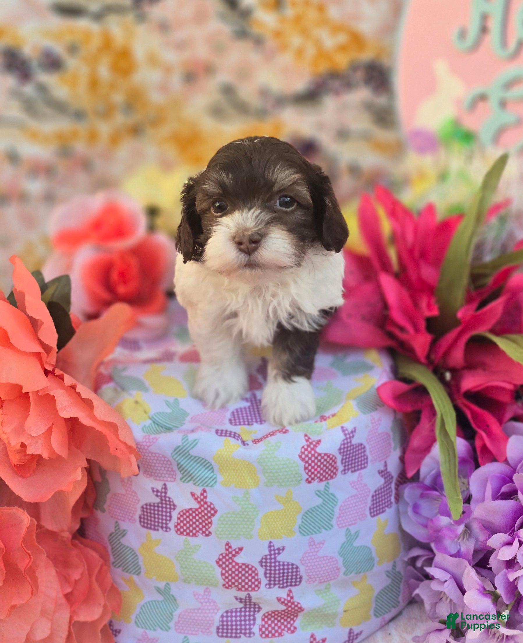 Havapoo dogs Churro  - Ad 42