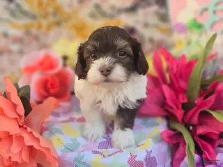 Havapoo dogs Churro - Ad 42