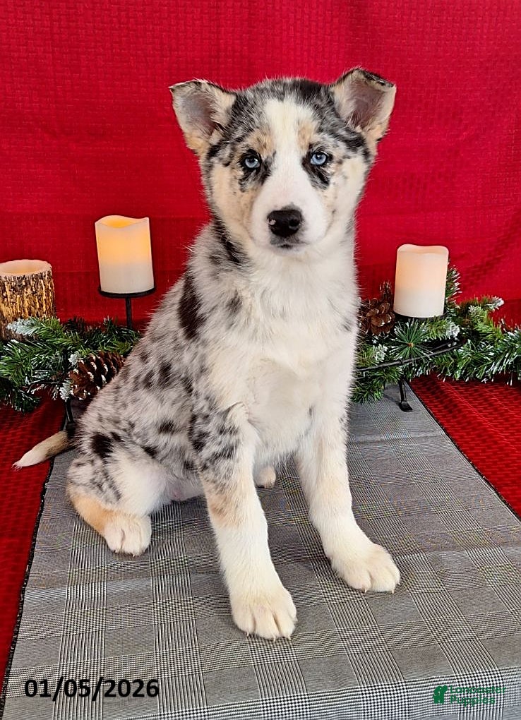 Gerberian Shepsky dogs Bailey - Ad 1