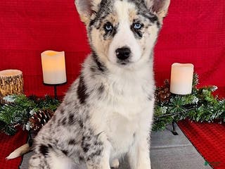 Gerberian Shepsky dogs Bailey - Ad 4