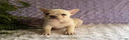 French Bulldog dogs for sale: Tea Cup - Ad 5