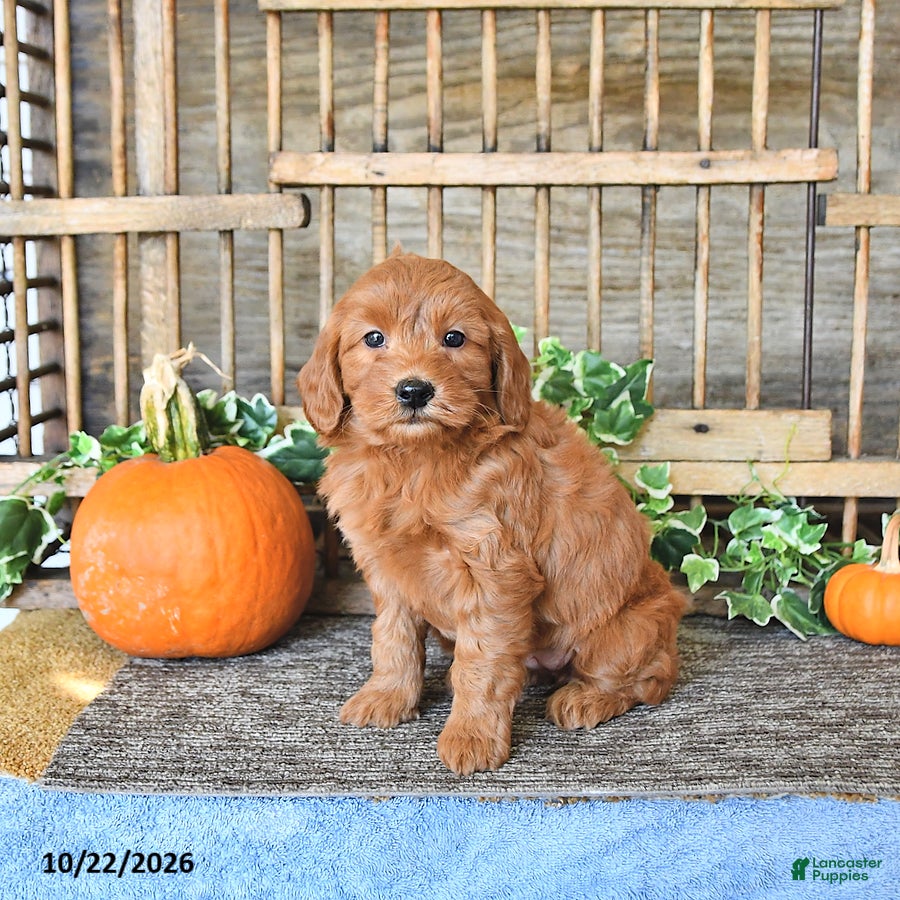 Mini Goldendoodle dogs for sale: Bella   - Ad 1