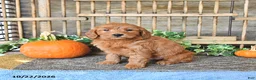 Mini Goldendoodle dogs for sale: Bella   - Ad 1