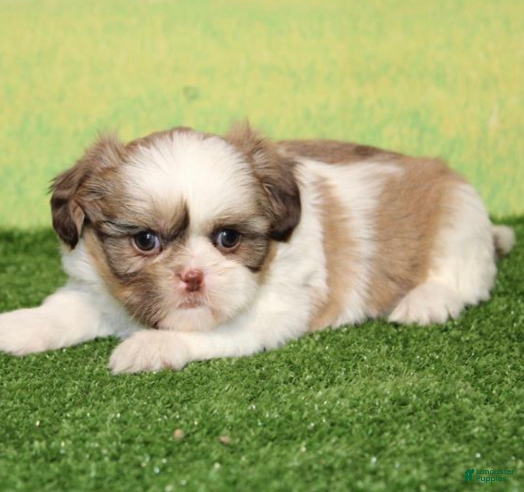 Shih Tzu dogs Jen - Ad 28