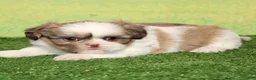 Shih Tzu dogs for sale: Jen - Ad 1