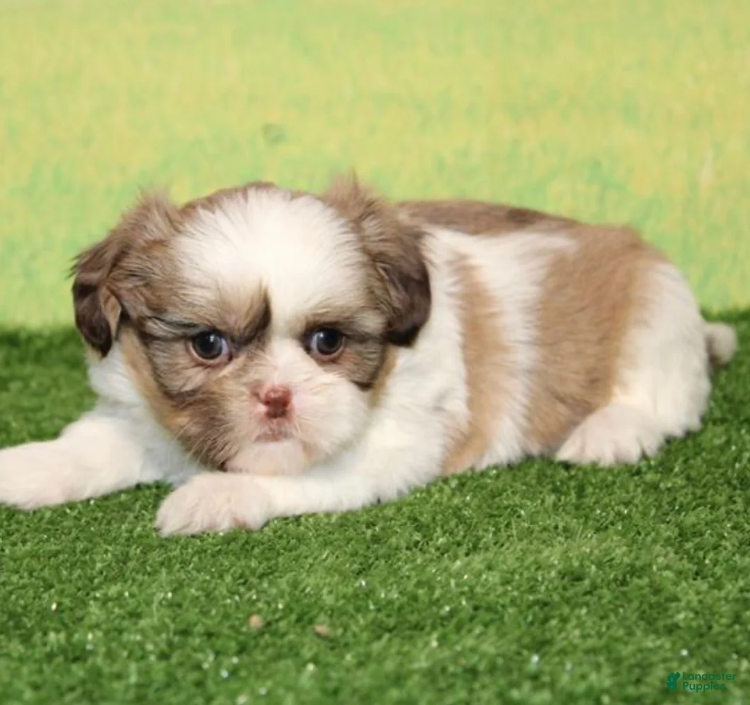 Shih Tzu dogs for sale: Jen - Ad 1
