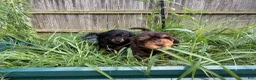 Mixed Breed dogs for sale: Rascal - Ad 9