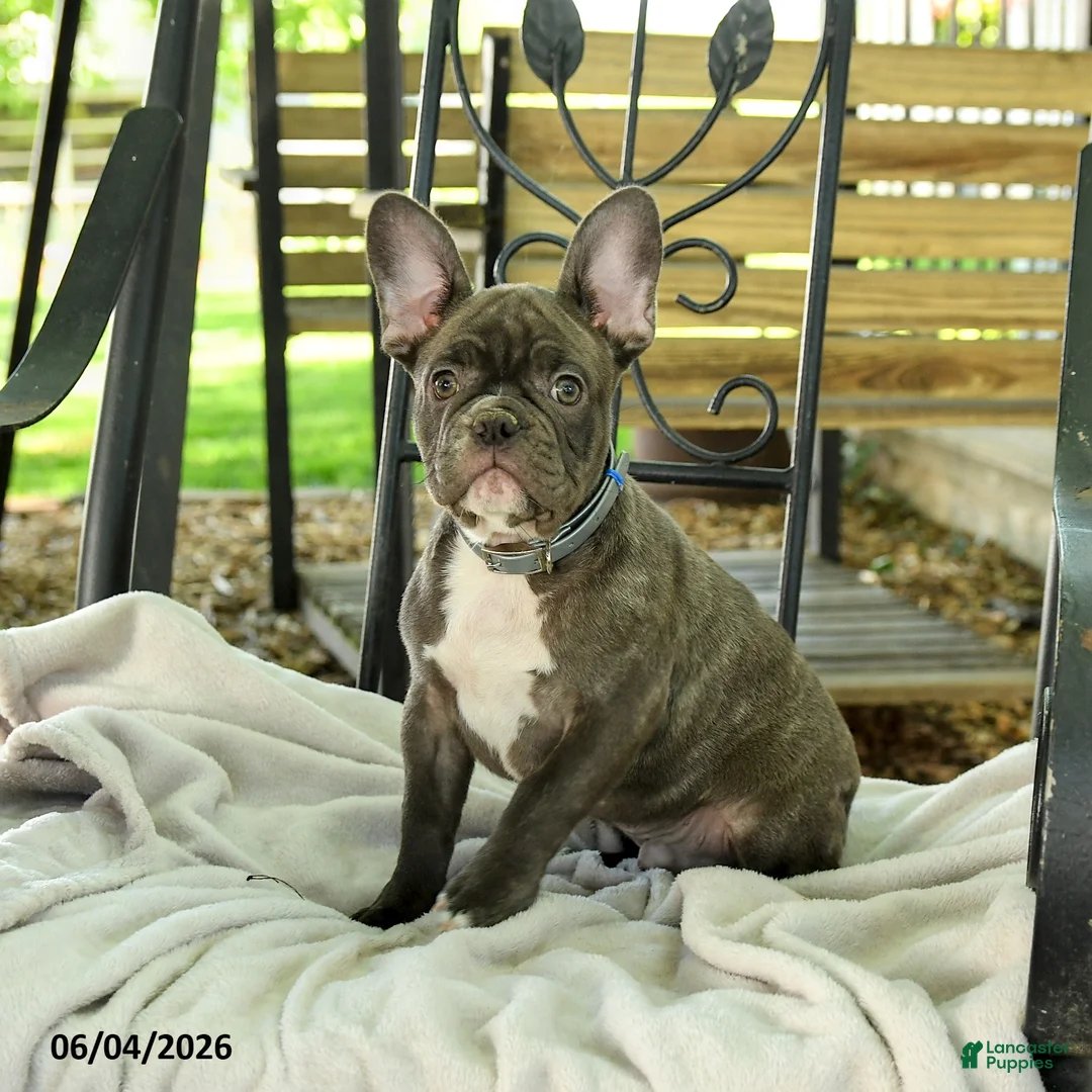 French Bulldog dogs for sale: Charming Charlie - Ad 1