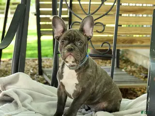 French Bulldog dogs for sale: Charming Charlie - Ad 2
