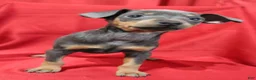 Miniature Pinscher dogs for sale: Bruno - Ad 4