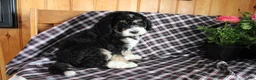 Bernedoodle dogs for sale: Pansy - Ad 9