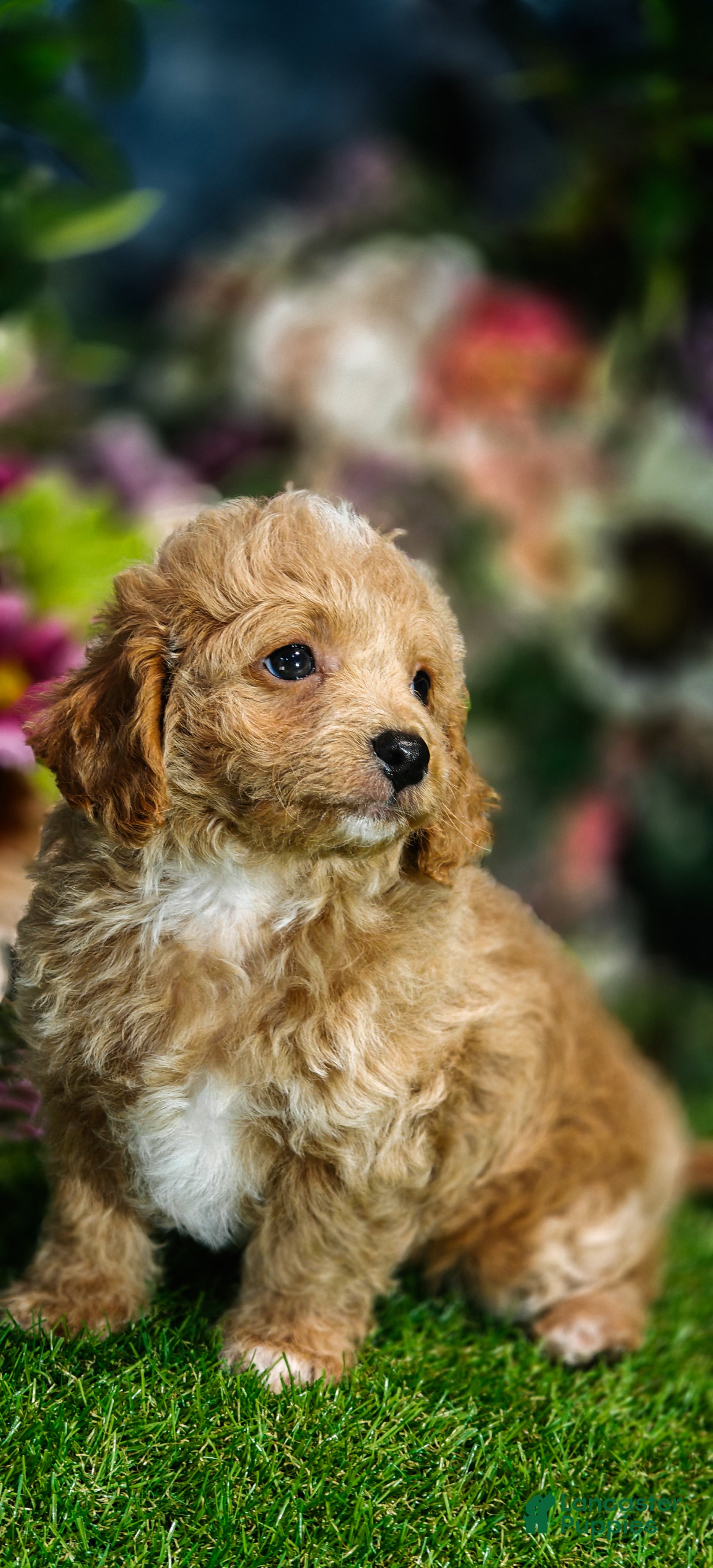 Cavapoo dogs Biscuit (Micro Cavapoo - Ad 1