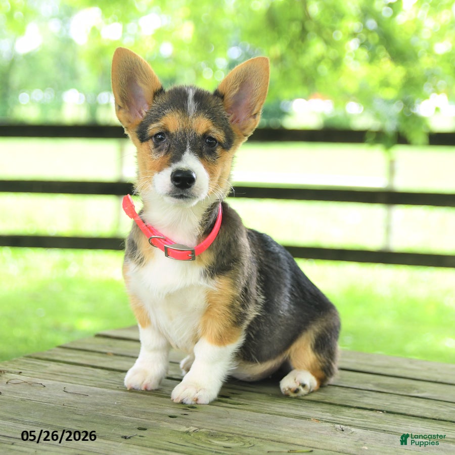 Welsh Corgi Pembroke dogs for sale: Bailey - Ad 2