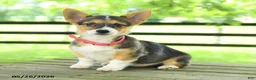 Welsh Corgi Pembroke dogs for sale: Bailey - Ad 1