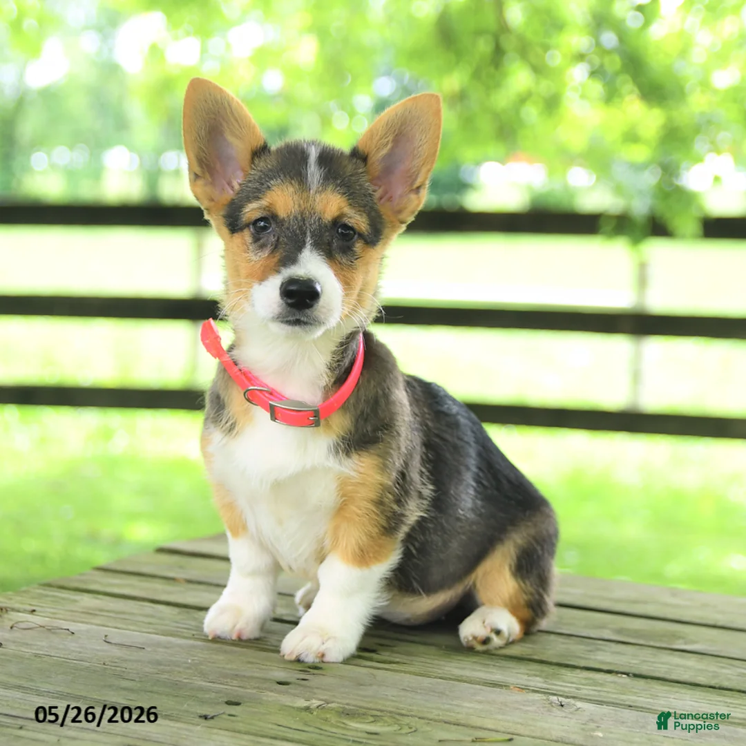 Welsh Corgi Pembroke dogs for sale: Bailey - Ad 1