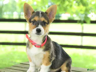 Welsh Corgi Pembroke dogs for sale: Bailey - Ad 2