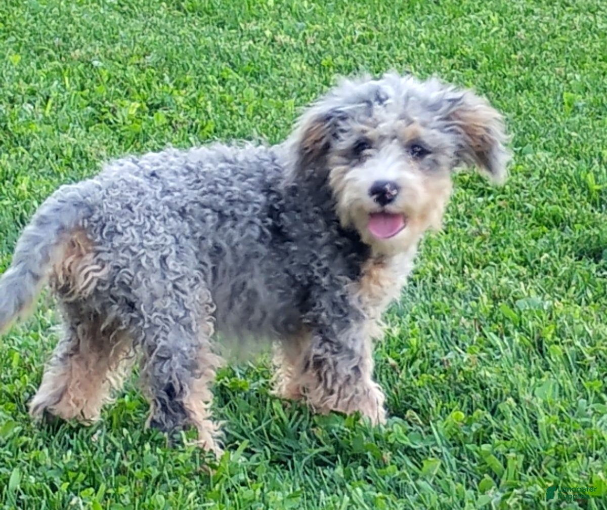 Mini Bernedoodle dogs Polly - Ad 2