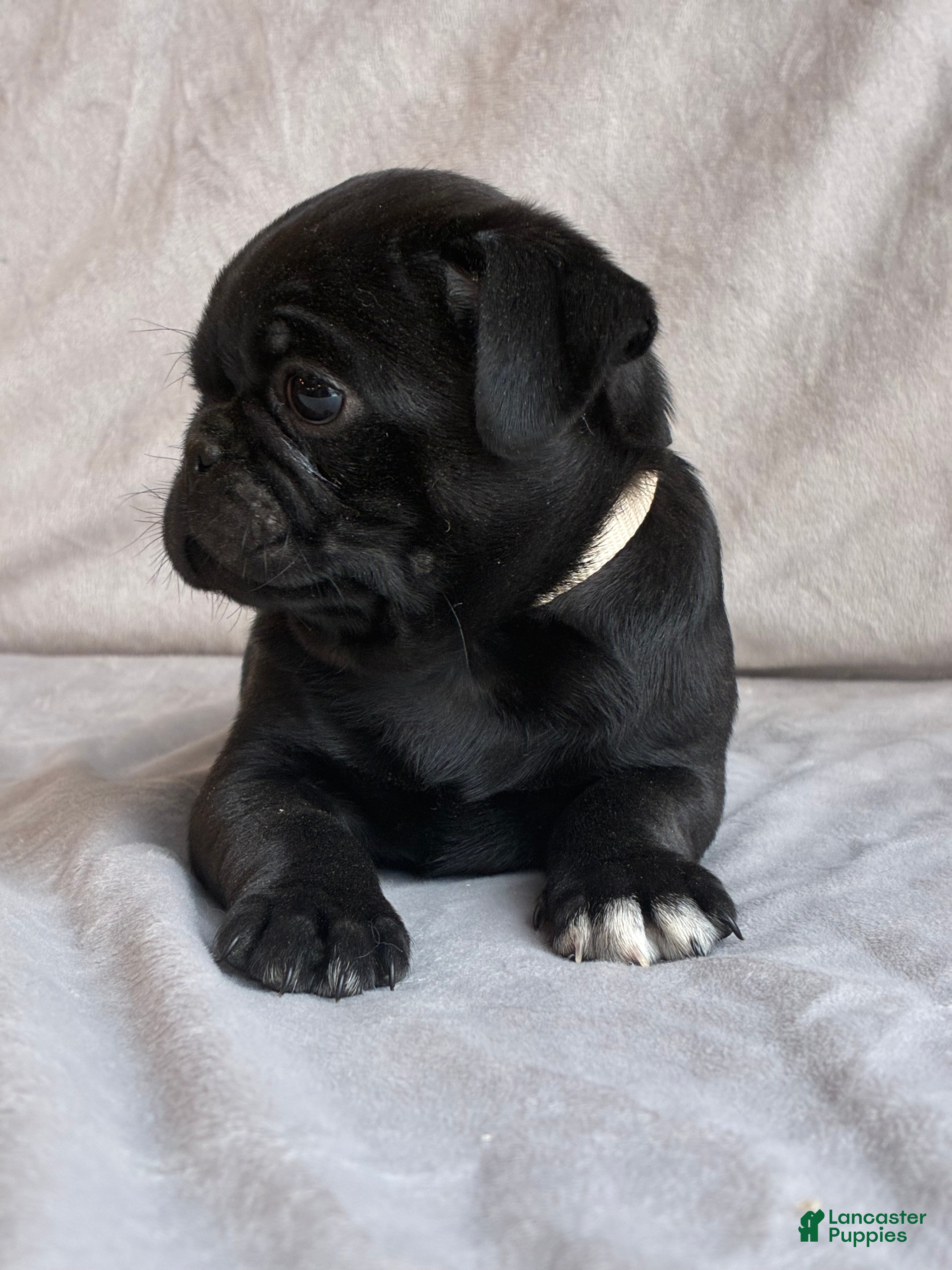 Pug dogs Alex - Ad 2