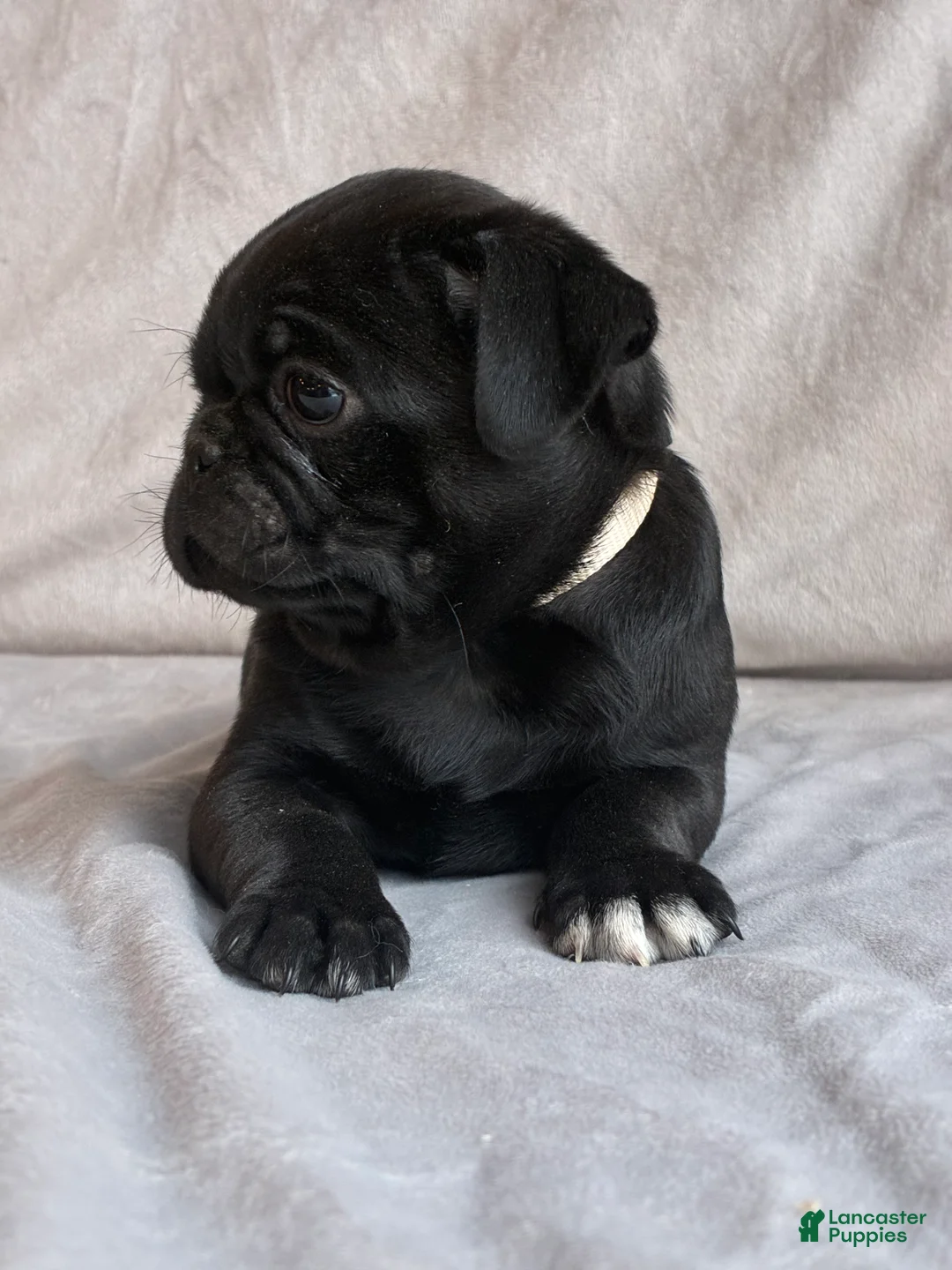 Pug dogs for sale: Alex - Ad 2
