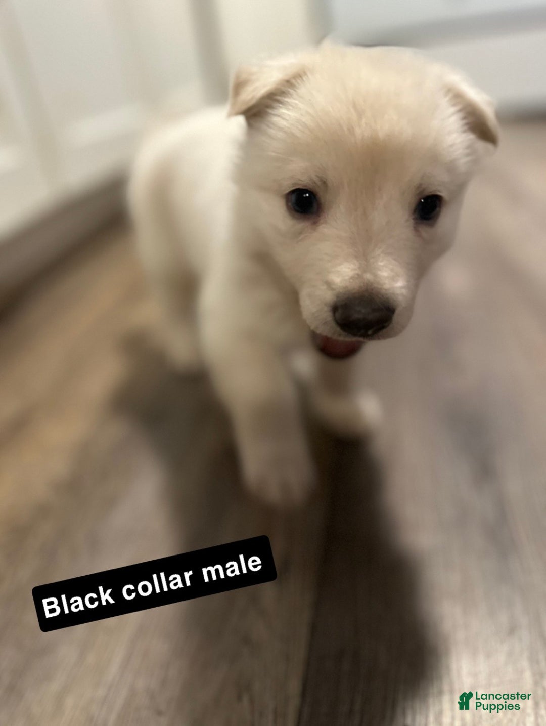 German Shepherd dogs for sale: German Shepherd Puppy 1 - Ad 1