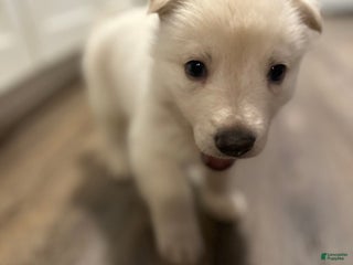 German Shepherd dogs German Shepherd Puppy 1 - Ad 18