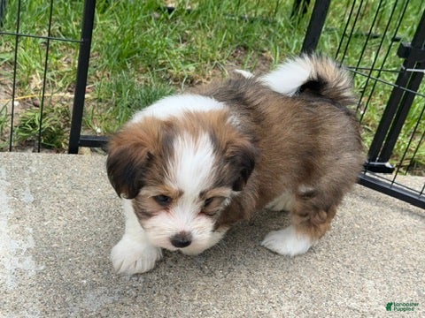 Mixed Breed dogs K'adare - Ad 32