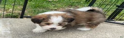 Mixed Breed dogs for sale: K'adare - Ad 1