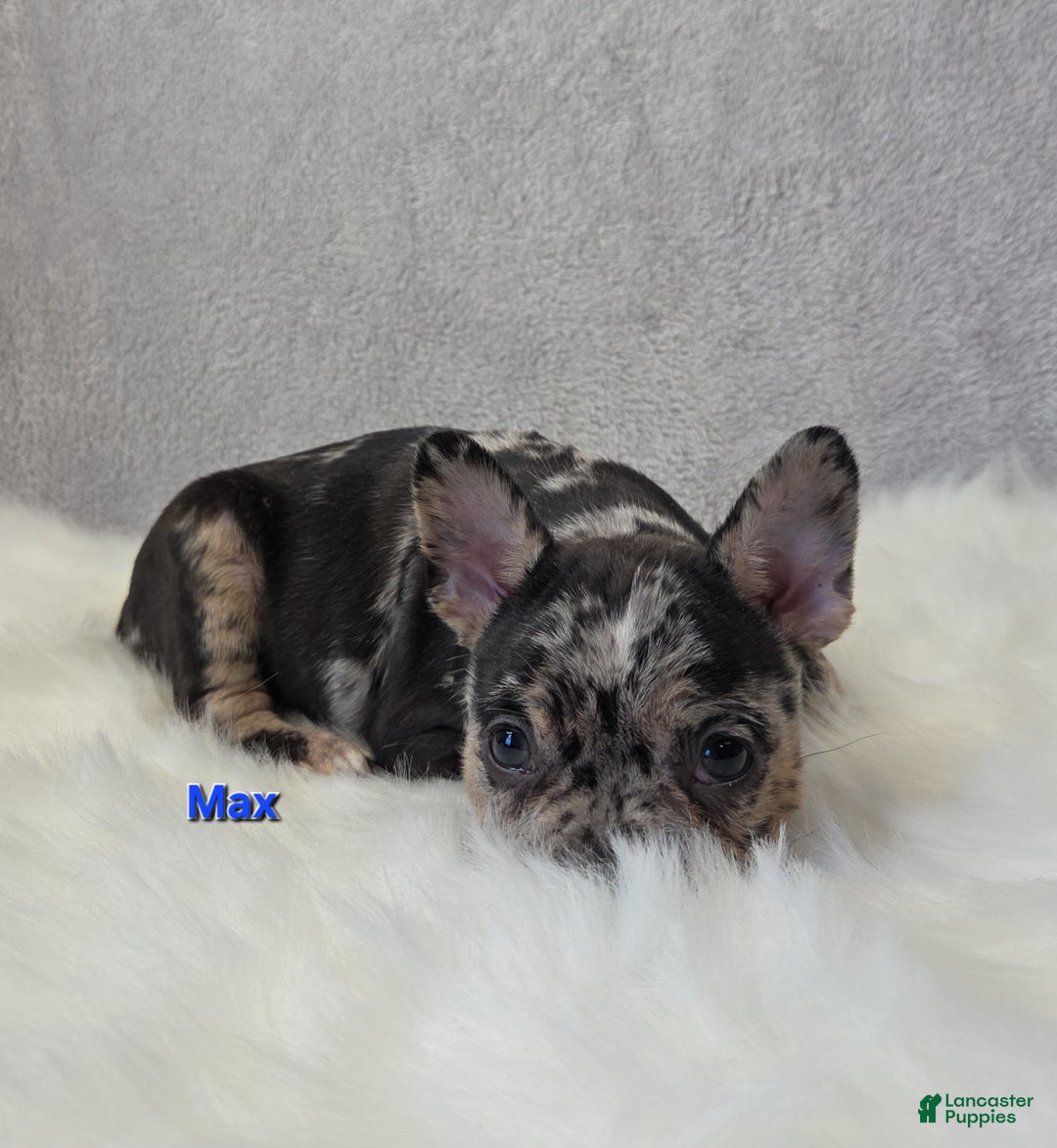Mixed Breed dogs for sale: Max - Ad 6