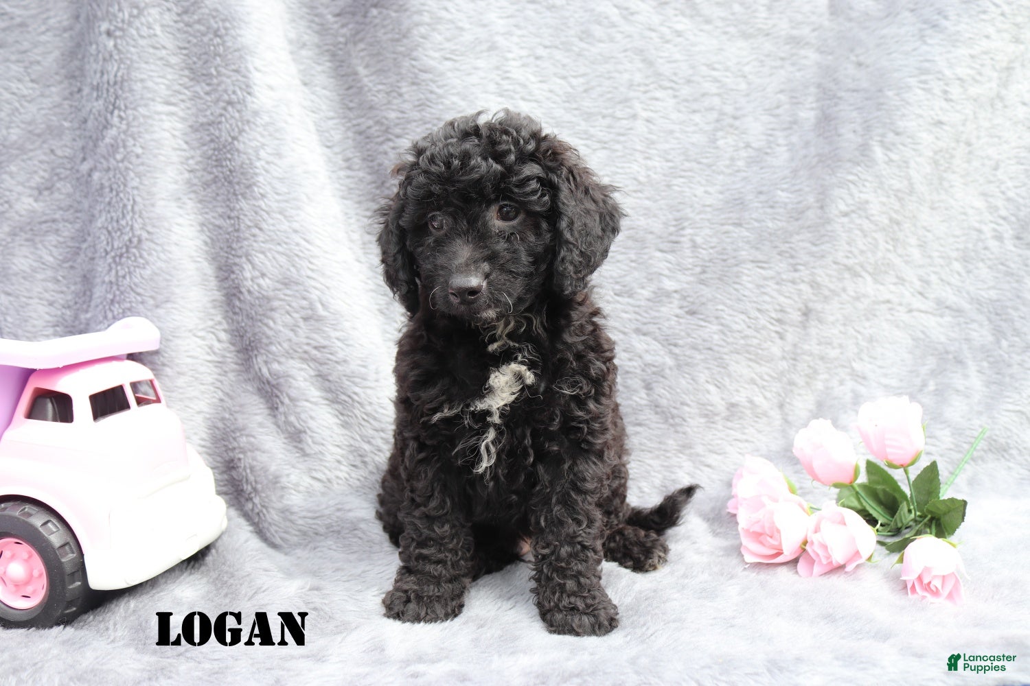 Mini Goldendoodle dogs for sale: Logan - Ad 7