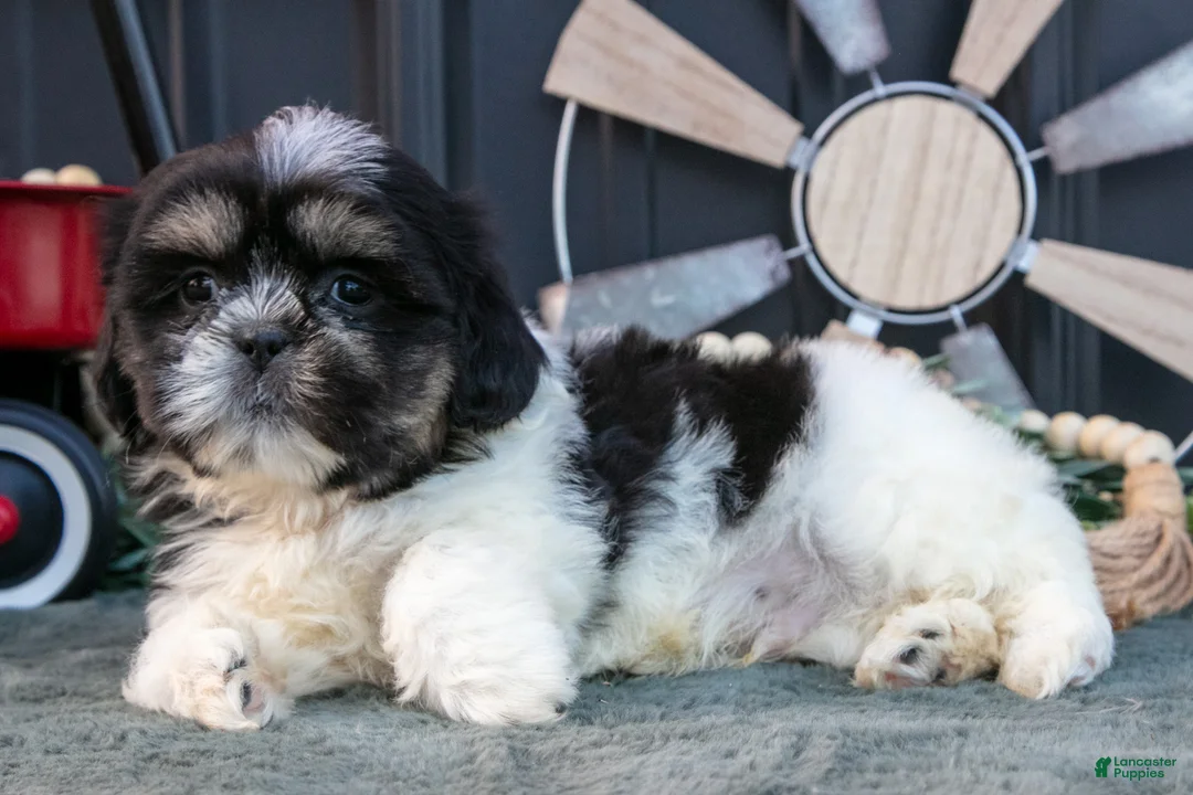 Shih Tzu dogs for sale: Mister - Ad 3